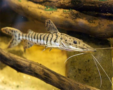 Tiger Shovelnose Catfish