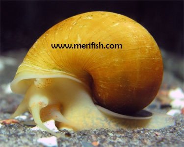 Apple Snail
