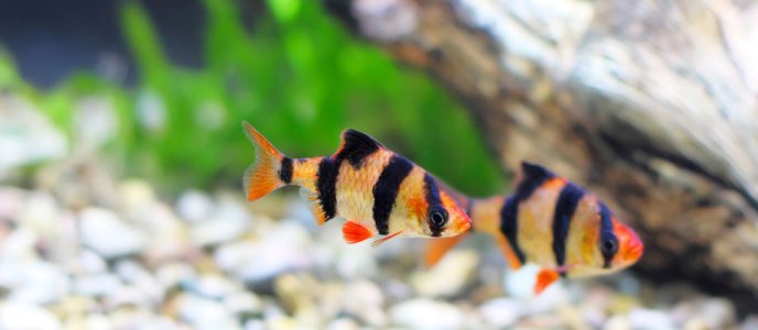 Tiger Barb