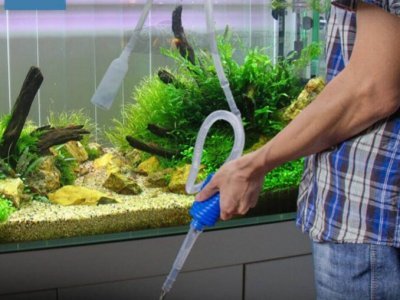 Mohali 2 Feet Aquarium Cleaning Mohali