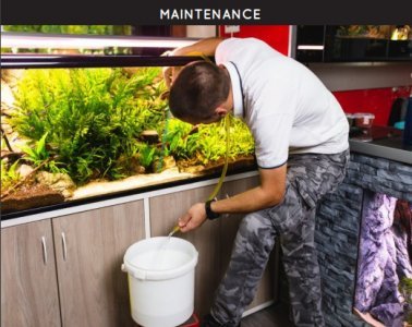 Chandigarh 4 Feet Aquarium Cleaning Chandigarh