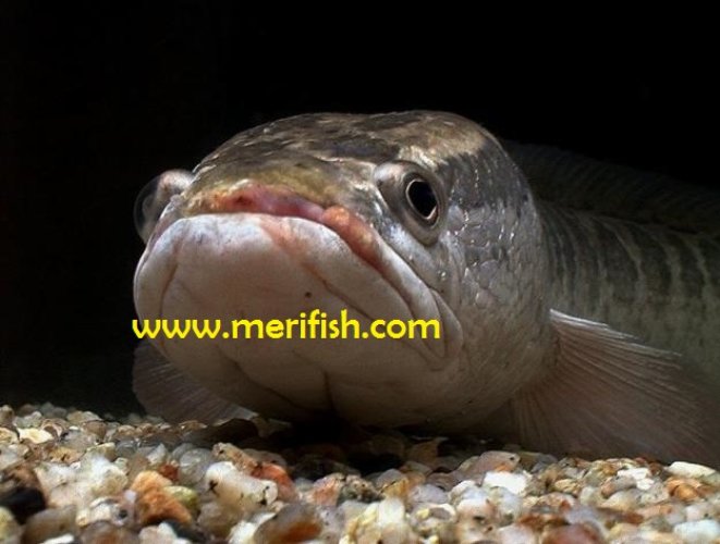 Snakehead Tooth Snakehead Fish Teeth Size